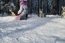 Feel the Magic of Winter with Thrilling Arctic Dog Sled Rides