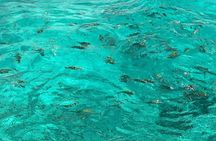 Negril and Ricks Cafe Sunset Tour with Boat Ride and Snorkeling 