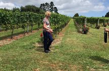 Kumeu Wine Tour