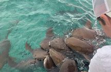Snorkel HolChan Shark Ray Alley and Caye Caulker Manatee Spotting
