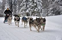 Feel the Magic of Winter with Thrilling Arctic Dog Sled Rides