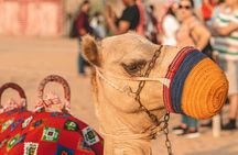 Camel Trekking in Open Red Dunes Desert