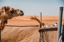 Camel Trekking in Open Red Dunes Desert