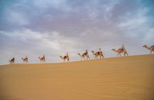 Camel Trekking in Open Red Dunes Desert