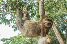Full-Day Adventure to Manuel Antonio National Park from San Jose