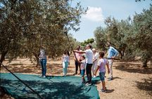 Corinth & Olive Oil Tasting Private Tour from Athens