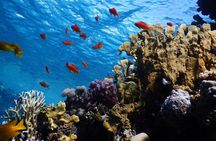 2 To 5 Hours Glass Bottom Boat Private Tour At Read Sea