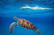 Sea Turtles and Blue Room Adventurous Powerboat tour