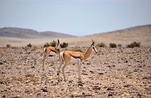Namib Desert Landscape Tour