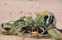 Namib Desert Landscape Tour