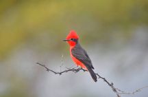 Birdwatching & Landscaping Tour in Lima