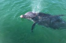 Private Boat and Dolphin Watching in Florida