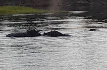 Sunset Cruises on the Zambezi River