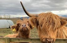 Private Tour Loch Lomond Stirling and the Kelpies from Glasgow