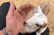 Wadi Rum Full Day Desert and Farm Tour