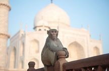 All Inclusive Taj Mahal Day Tour From Delhi By Car