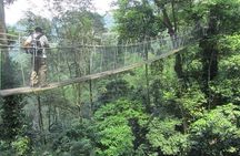 Forest Research Institute Malaysia FRIM Rainforest Private Tour 