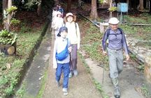 Forest Research Institute Malaysia FRIM Rainforest Private Tour 