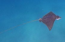 Snorkel Privately in Cabo San Lucas 