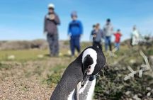 Punta Tombo Penguin Colony from Puerto Madryn with optional Toninas Watching