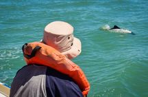 Punta Tombo Penguin Colony from Puerto Madryn with optional Toninas Watching