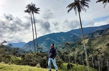 Tour La Carbonera. A large forest of Palmas de Cera
