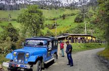 Tour La Carbonera. A large forest of Palmas de Cera