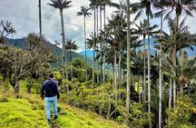 Tour La Carbonera. A large forest of Palmas de Cera