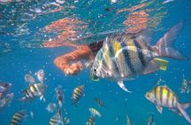 Paradise Island Cruise Snorkeling Excursion