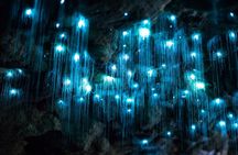 Daytime Scenic Rim Glow Worm Tour + Hop on Hop off Bus