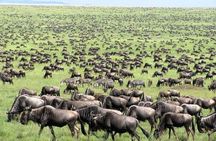  Wildebeest Migration in Masai Mara and Sightseeing 4 Days Tour