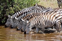  Wildebeest Migration in Masai Mara and Sightseeing 4 Days Tour