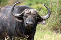 Full-Day Baviaanskloof Reserve 