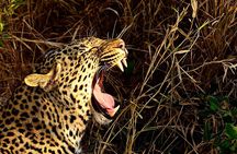 Hluhluwe Imfolozi & DumaZulu Cultural Village Tour from Durban