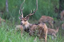 3 Days Jungle Safari in Chitwan National Park