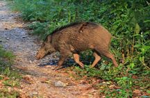 3 Days Jungle Safari in Chitwan National Park