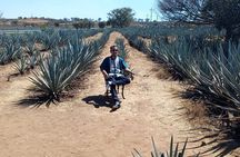 Private Tequila Tour in Guadalajara