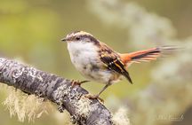 Birding Ushuaia - Tierra del Fuego National Park