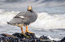 Birding Ushuaia - Tierra del Fuego National Park