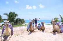 ENJOY UNIQUE CAMEL RIDE in Puerto Morelos with Transportation