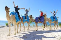 ENJOY UNIQUE CAMEL RIDE in Puerto Morelos with Transportation