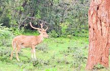 Guided Tours In Sri Lanka - Private Tour Guides with Car
