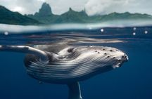 Half Day Small Group Whale Watching