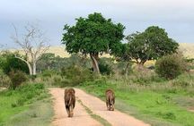 Nairobi National Park Safari With a Visit to Giraffe Center.