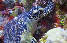 Tulum, Turtle and Cenote Snorkeling Adventure in the Riviera Maya