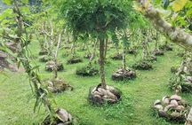 Raiatea-Le Taha'a Lagoon Full Day All Inclusive Tour