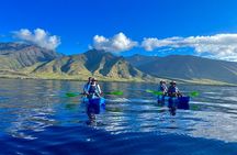 Kayak Whale Watch