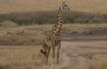 Private Nairobi National Park, Giraffe Center Karen Blixen Museum