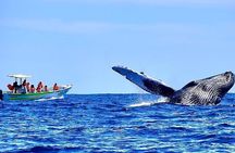 Whale Watching Experience