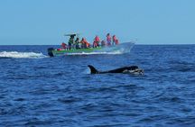 Whale Watching Experience